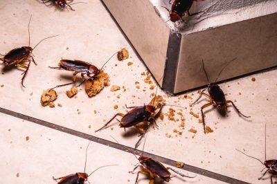 Cockroaches in Kitchen