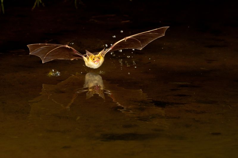 How Birds And Bats Create Problems