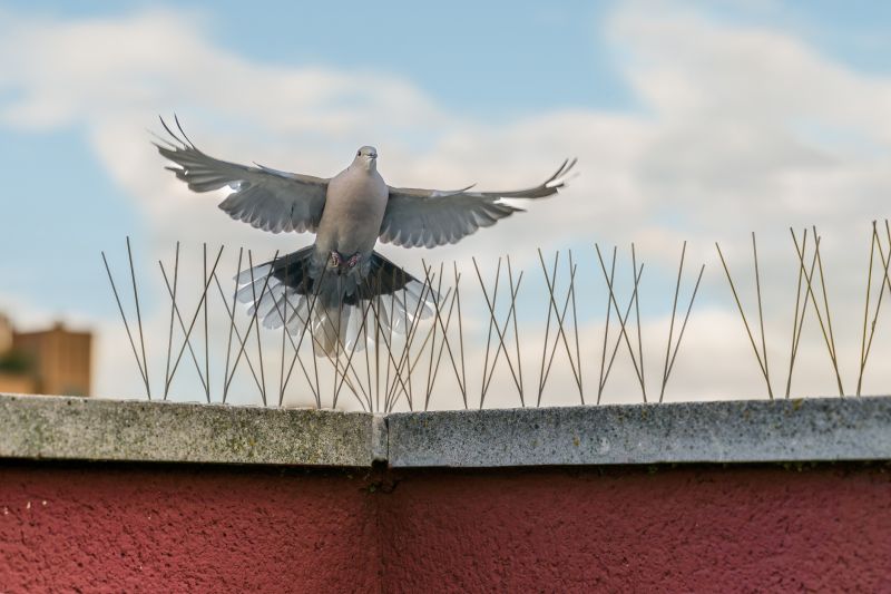 Pigeon Spikes Installation Cost — Cost of Pigeon Spikes Installation