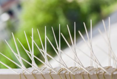 Pigeon Spikes Installation Cost — Cost of Pigeon Spikes Installation