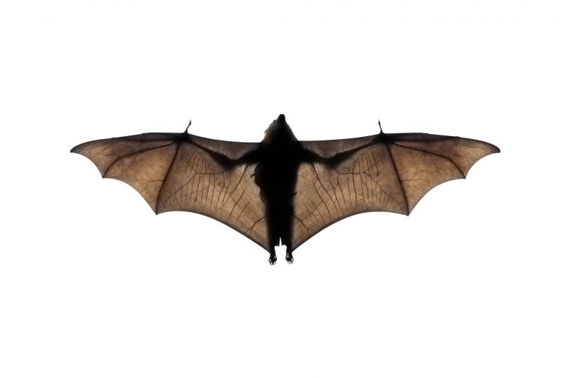 Signs Your Property Needs Bird Or Bat Pest Control Services