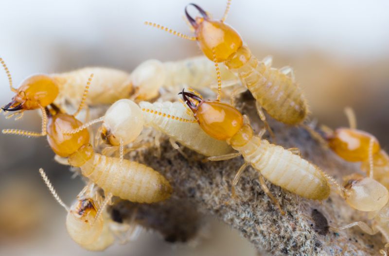 Termites Extermination