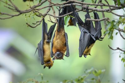 Why Professional Bird And Bat Pest Control Is Necessary